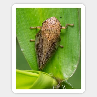 Unique and organic photo of a planthopper Sticker